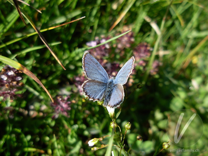 Gewöhnlicher Bläuling: Übersicht